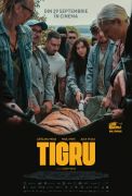 Tigru
