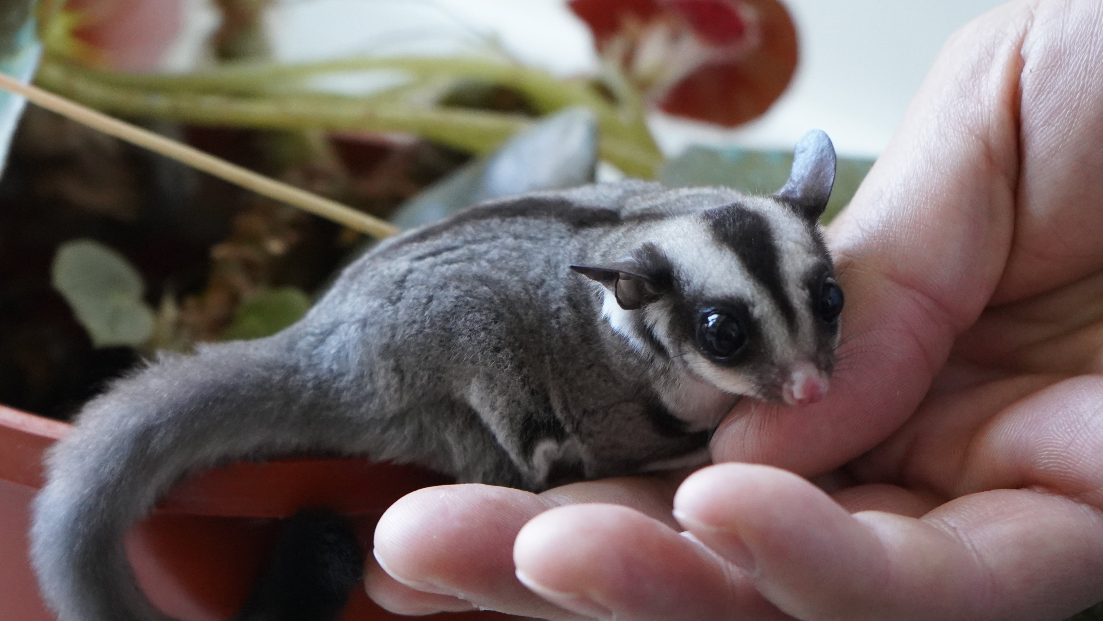 Premieră națională la Oradea: Primul pui de veveriță marsupială zburătoare născut în captivitate